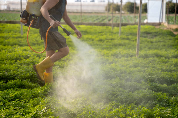 Best Local Pest Control Services  in Flora, MS
